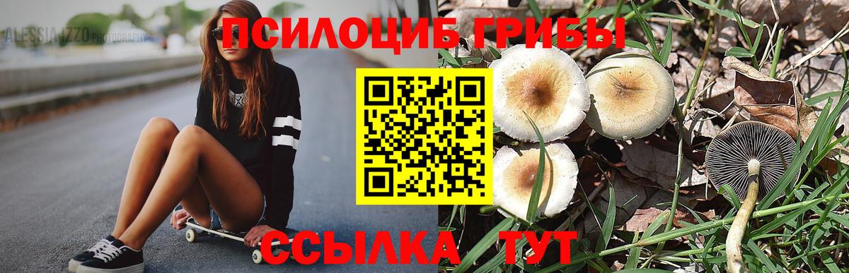 Галлюциногенные грибы Psilocybe Еманжелинск